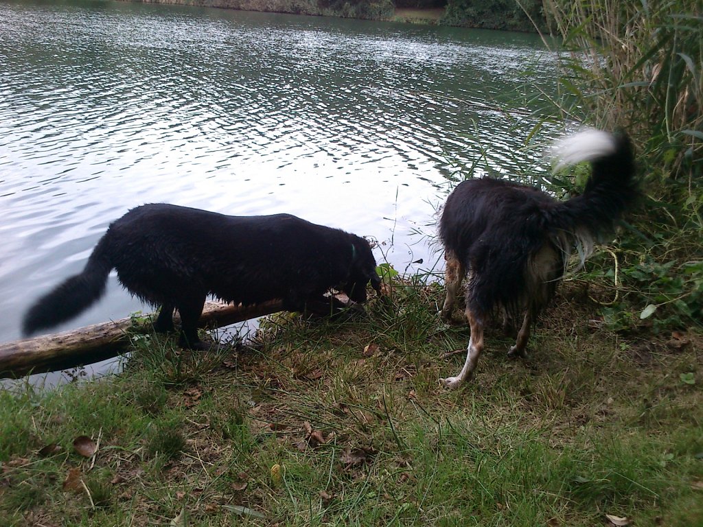 Stöbern am Oberwaldsee