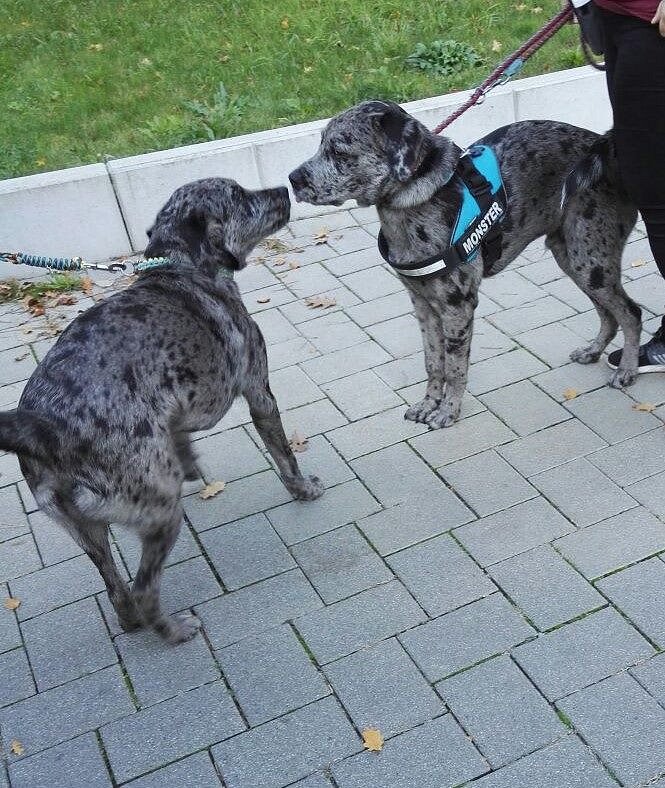 Söhnetreffen mit Loki und Theodor