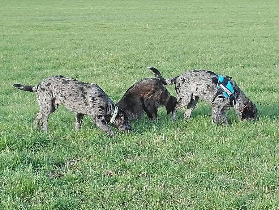 Söhnetreffen mit Loki und Theodor