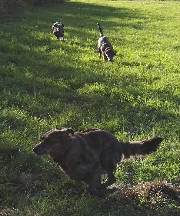 Söhnetreffen mit Loki und Theodor