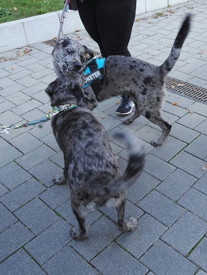 Söhnetreffen mit Loki und Theodor