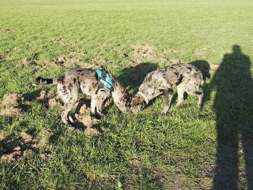 Söhnetreffen mit Loki und Theodor