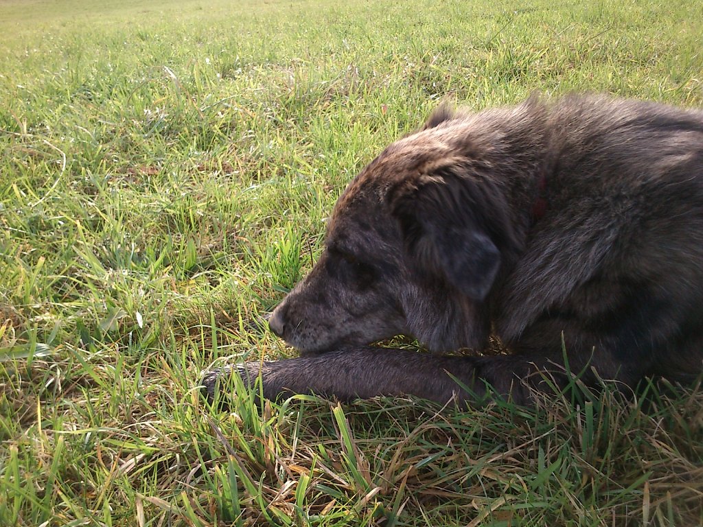 Auf Mäusejagd mit Lilo und Sheela