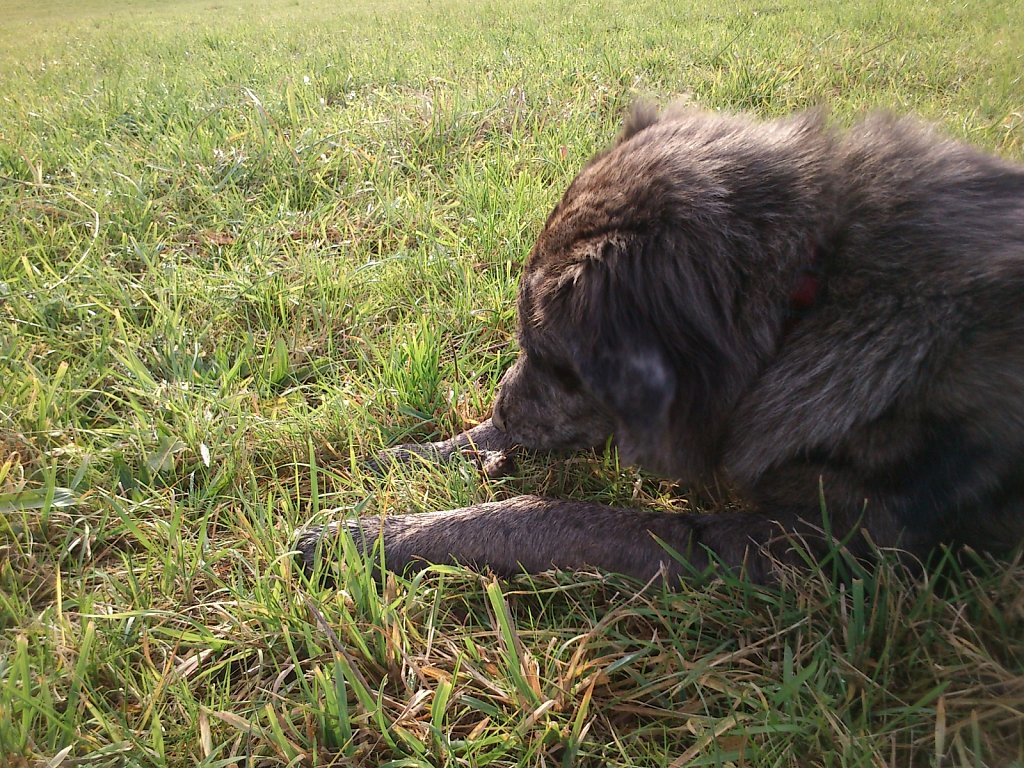 Auf Mäusejagd mit Lilo und Sheela