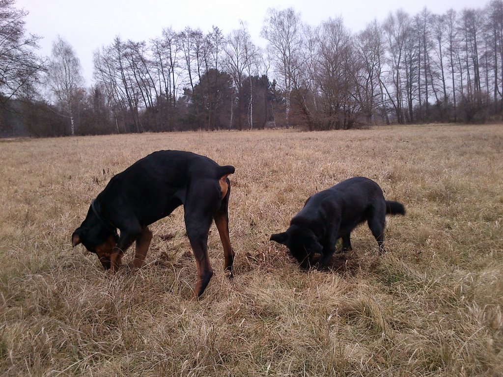 Auf Mäusejagd mit dem Graf