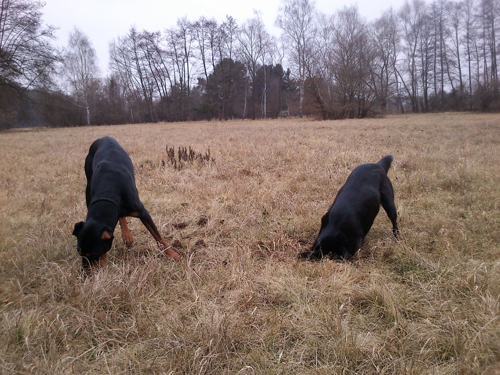 Auf Mäusejagd mit dem Graf