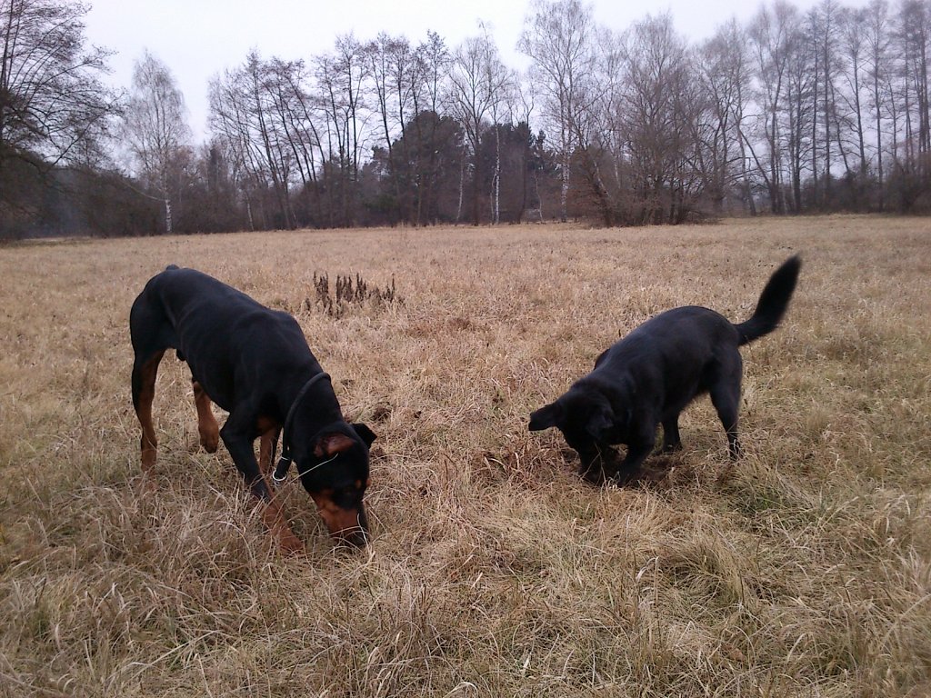 Auf Mäusejagd mit dem Graf