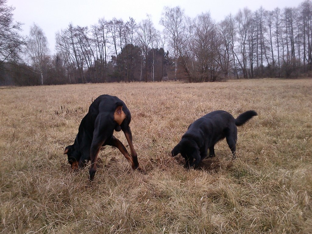 Auf Mäusejagd mit dem Graf