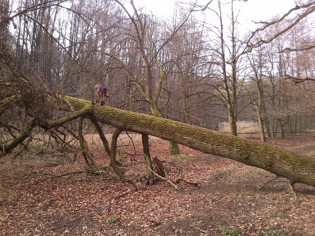 Monti wieder auf´m Baum