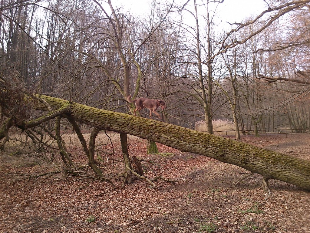 Monti wieder auf´m Baum