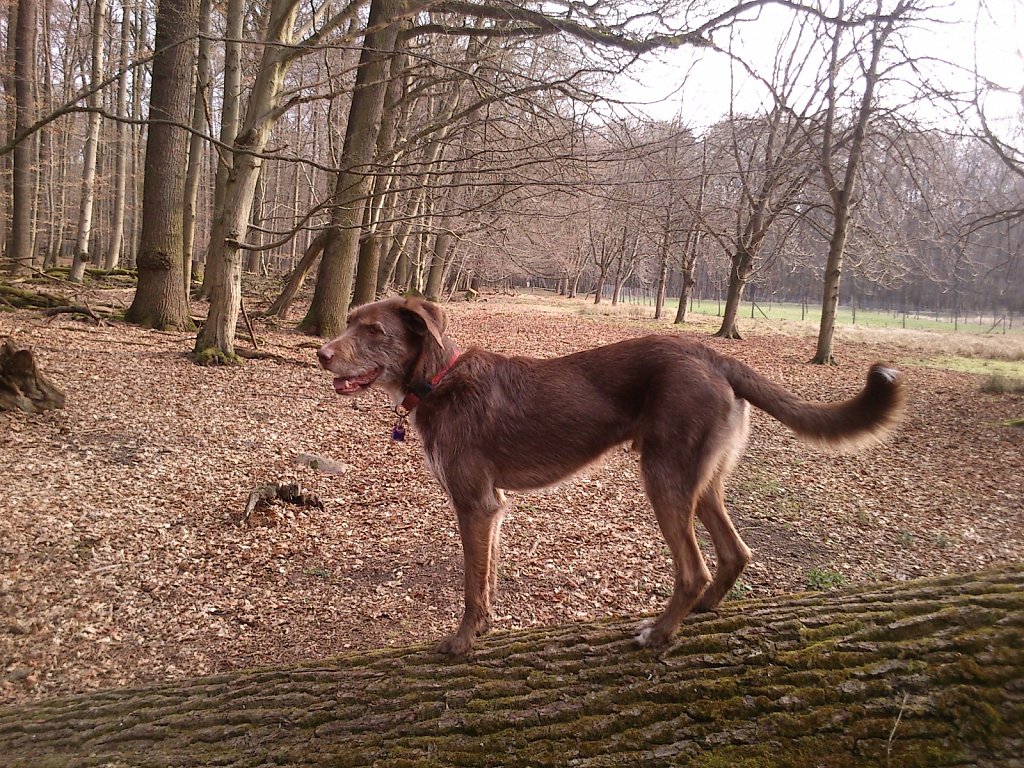 Monti wieder auf´m Baum