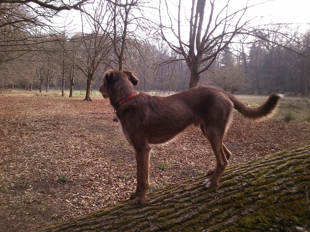 Monti wieder auf´m Baum