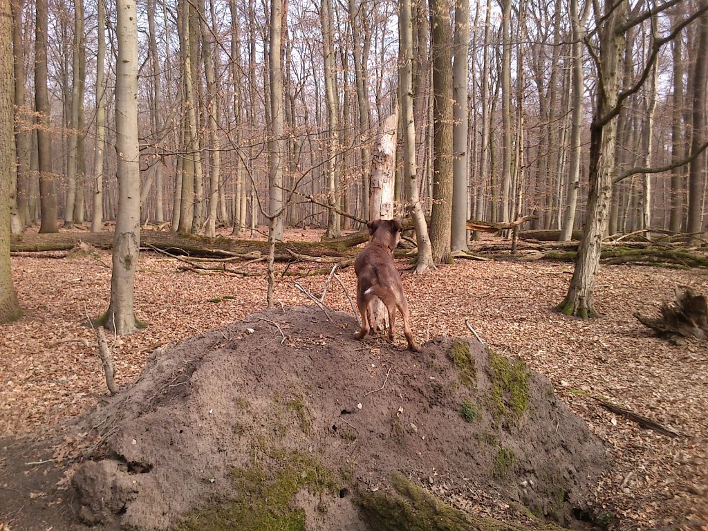 Monti im Stadtwald